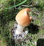 Amanita amerifulva image