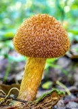 Tricholomopsis formosa image