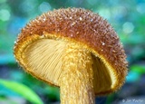 Tricholomopsis formosa image