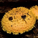 Pholiota flammans image