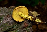Pholiota flammans image