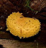 Pholiota flammans image