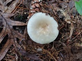 Russula modesta image