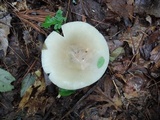Russula modesta image