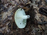 Russula grata image