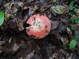 Russula paludosa image