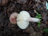 Russula mariae image