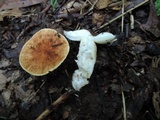 Gyroporus castaneus image