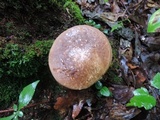 Xanthoconium affine image