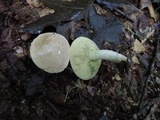 Boletus pallidus image