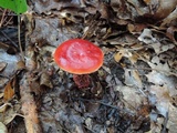 Butyriboletus frostii image