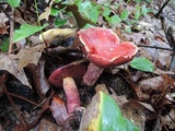 Butyriboletus frostii image