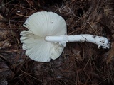 Amanita spreta image