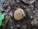 Scleroderma michiganense image
