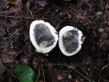 Scleroderma michiganense image