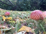 Amanita muscaria var. muscaria image