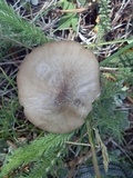 Image of Pluteus arizonicus
