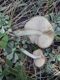 Pluteus arizonicus image