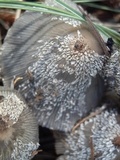 Coprinopsis jonesii image