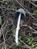 Coprinopsis jonesii image