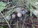 Coprinopsis jonesii image