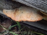 Pycnoporellus fulgens image