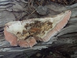 Pycnoporellus fulgens image
