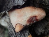 Pycnoporellus fulgens image