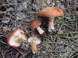Cystodermella cinnabarina image