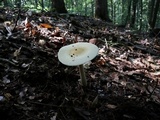 Amanita sect. Vaginatae image