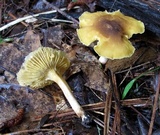 Cantharellus appalachiensis image