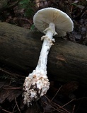 Amanita cokeri image