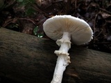 Amanita cokeri image