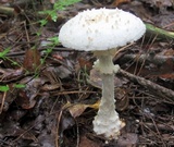 Amanita cokeri image