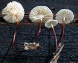 Marasmius delectans image