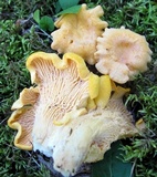 Cantharellus phasmatis image
