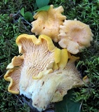 Cantharellus phasmatis image