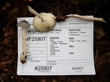 Amanita sect. Vaginatae image