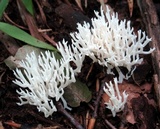 Ramariopsis kunzei image
