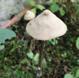 Entoloma conicum image