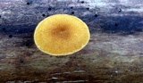 Pholiota granulosa image