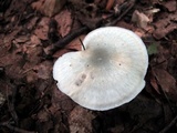 Clitocybe odora image