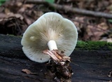 Clitocybe odora image