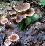 Gymnopus subnudus image