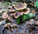 Gymnopus subnudus image