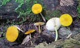 Pluteus chrysophlebius image