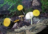 Pluteus chrysophlebius image