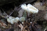 Marasmius delectans image