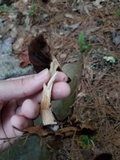 Psathyrella delineata image