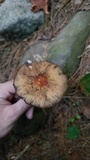 Psathyrella delineata image